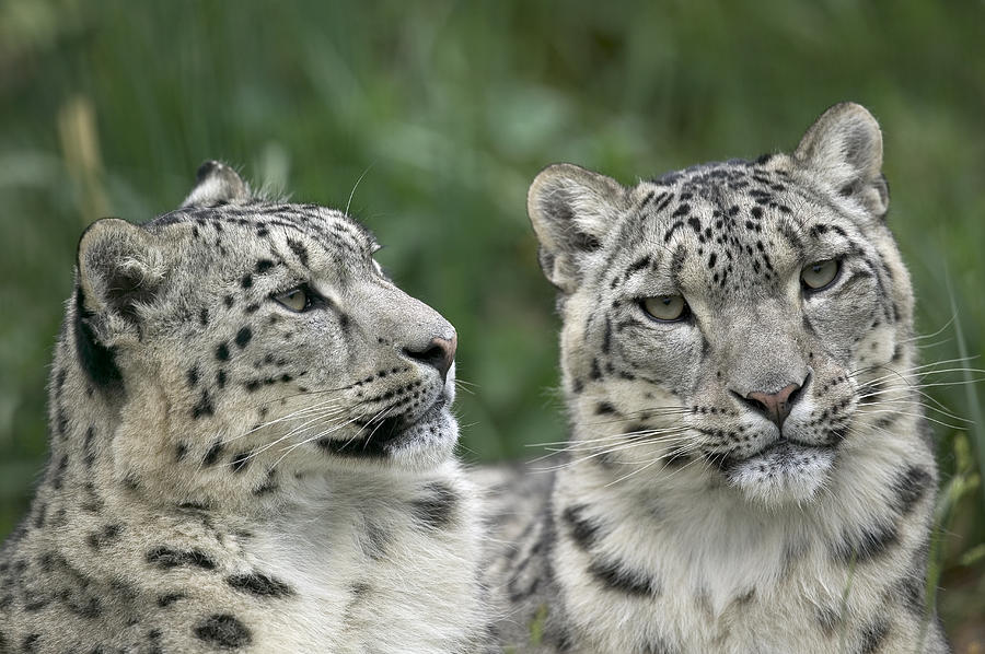 Snow Leopard Uncia Uncia Pair Resting Photograph by Cyril Ruoso