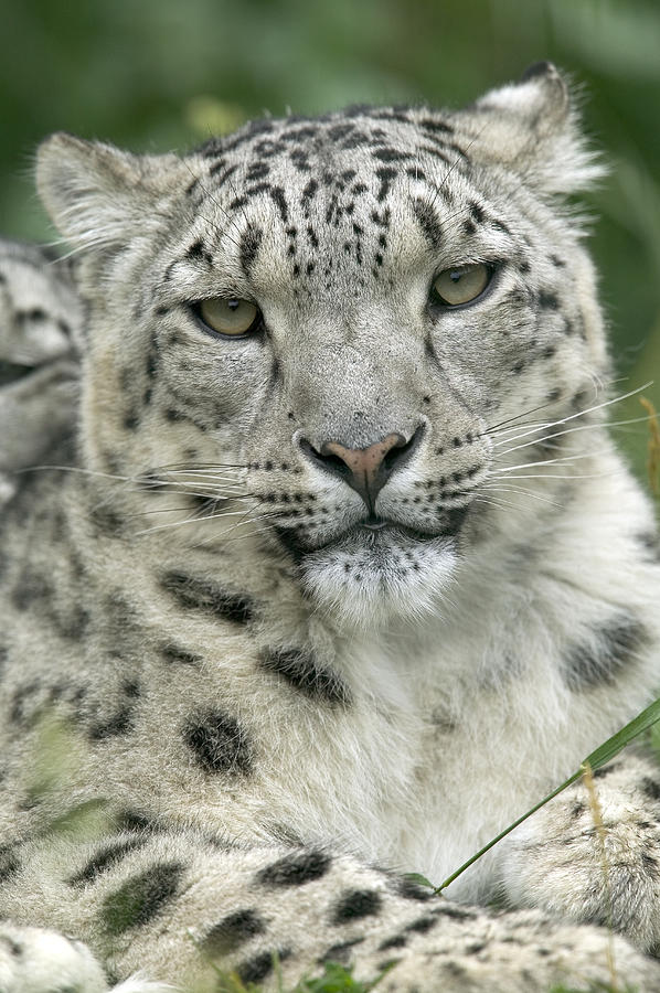 Snow Leopard Uncia Uncia Portrait Photograph by Cyril Ruoso