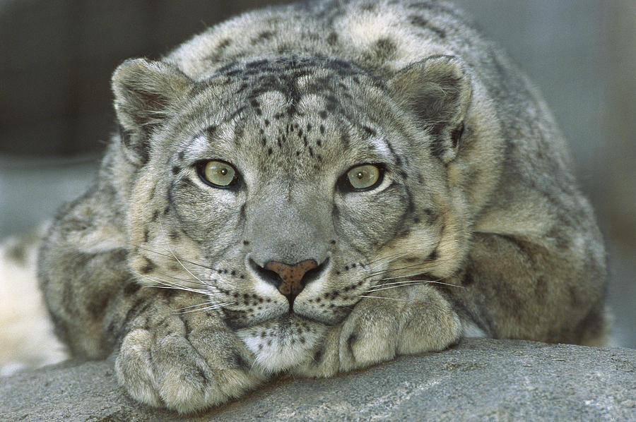 Snow Leopard Uncia Uncia Portrait Photograph by Zssd
