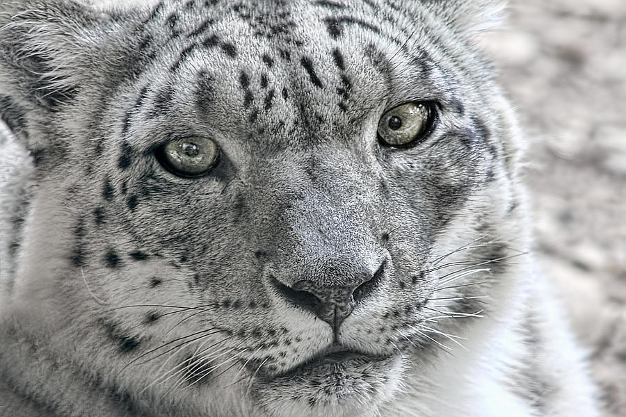 Snow Leopard Wild Cat Eyes Photograph by Tracie Schiebel