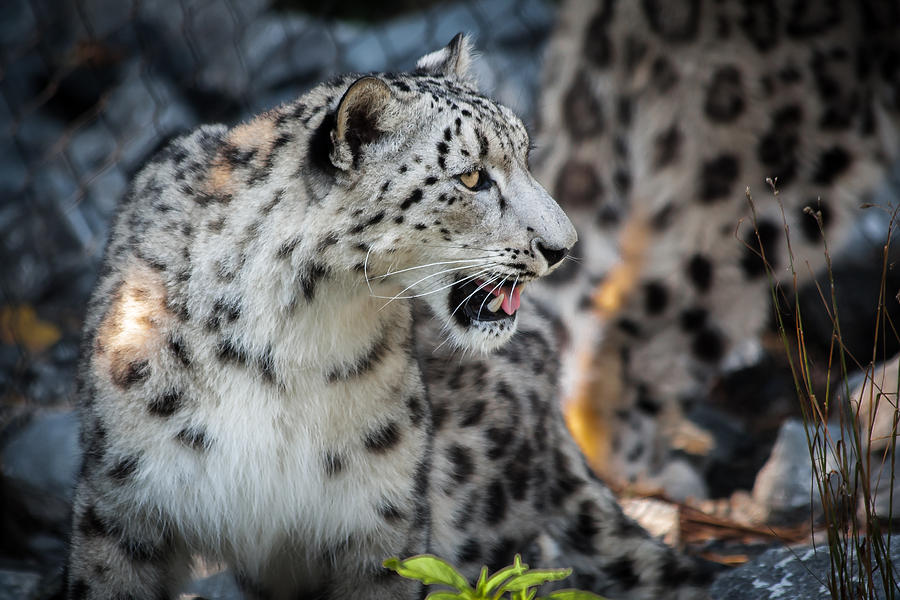 Snow Leopards Photograph by Keith Allen
