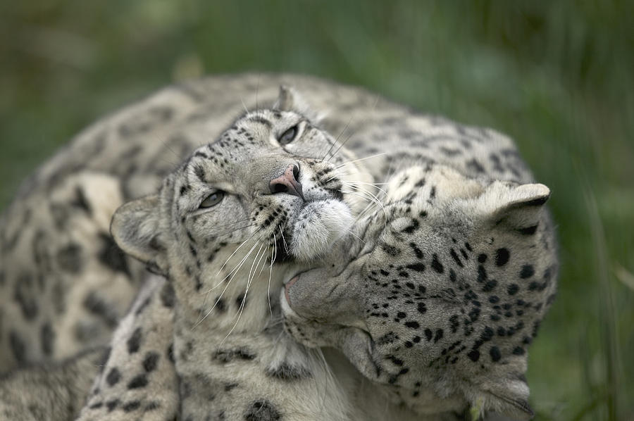 Snow Leopards Playing Photograph by Cyril Ruoso