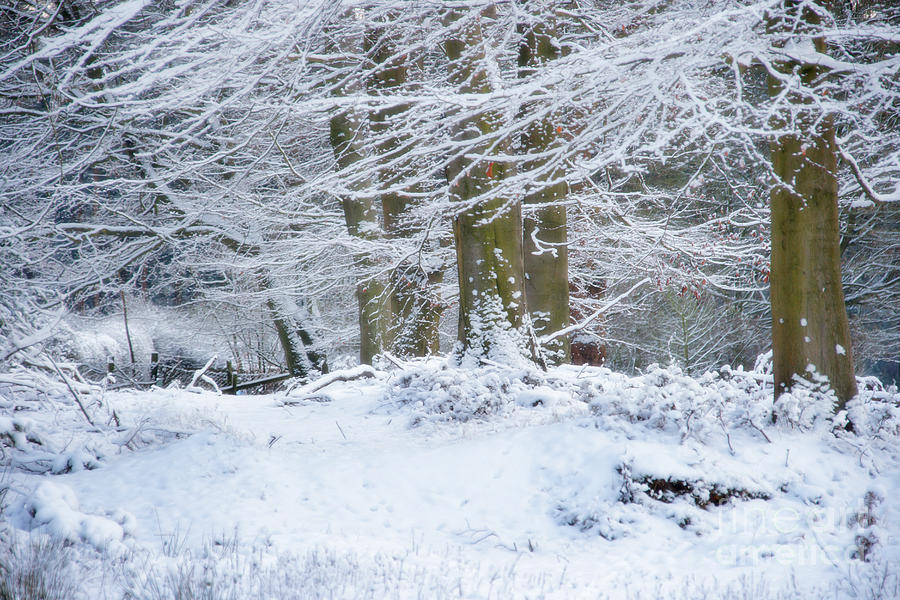 Winter Photograph - Snow Magic by Ann Garrett