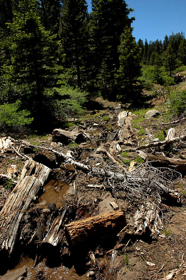 Snow Melt Debris Mountains of Lake Tahoe Photograph by LeeAnn ...