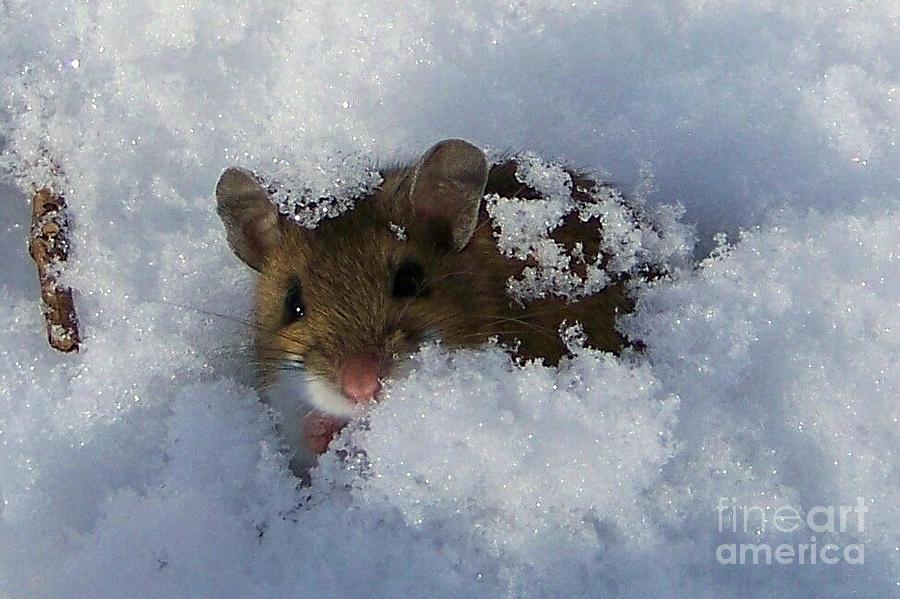 Snow Mouse Photograph by Keith Senecal - Fine Art America