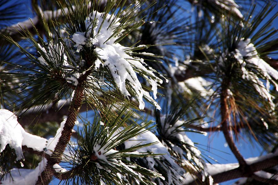 Snow Needles Photograph by Michael Courtney - Fine Art America