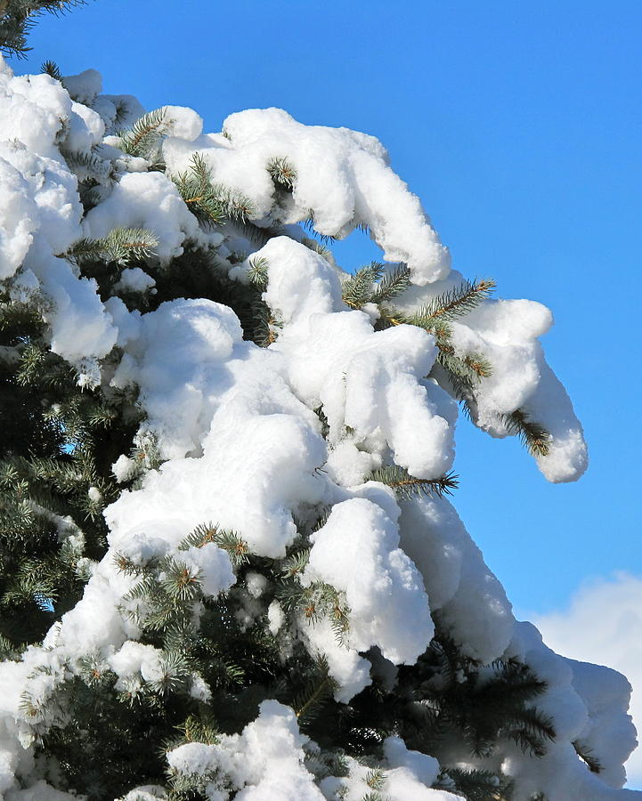 Snow on Pine Pack Photograph by Phyllis Kaltenbach
