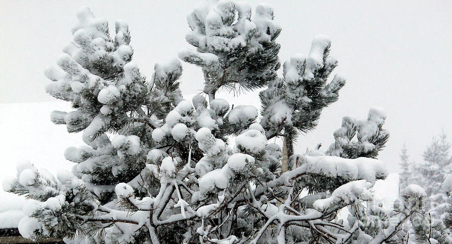 Snow Photograph - Snow on the Pines by Barbara A Griffin