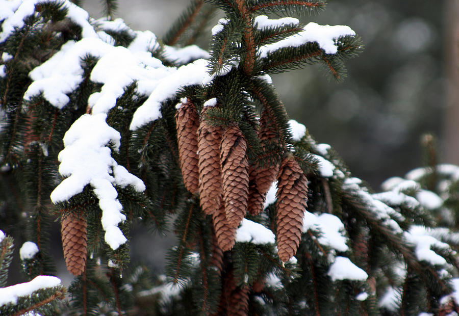 Winter Photograph - Snow on The Pines by Linda A Waterhouse