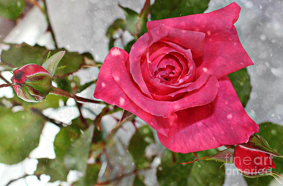 Snow on the Roses Photograph by Barbara A Griffin