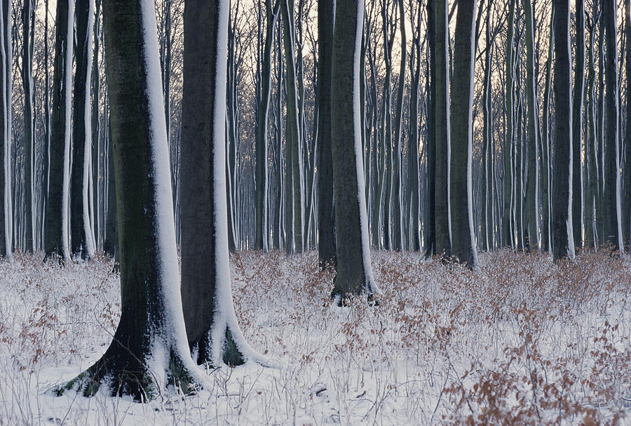 Snow On Trees In Bavarian Black Forest Photograph by Konrad Wothe