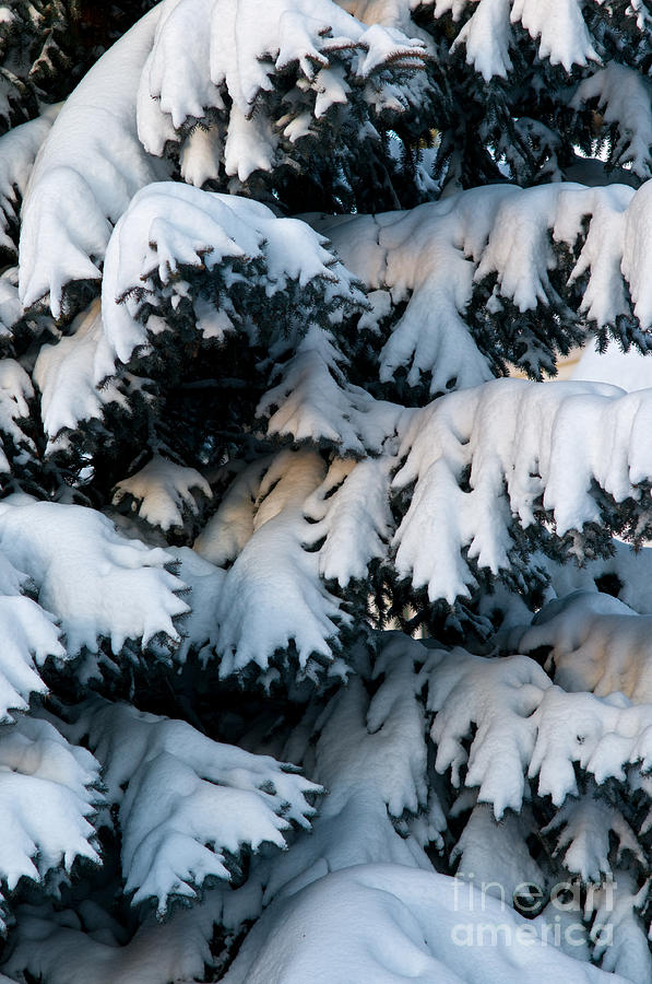 Snow Packed Spruce Tree Photograph by Terry Elniski