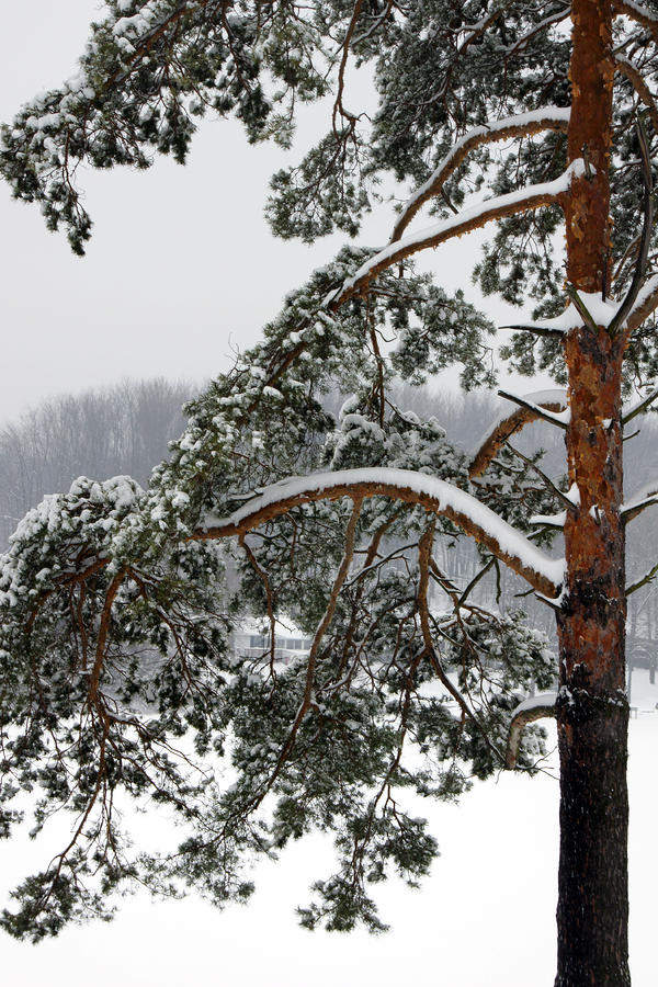 Snow Pine Photograph by Michelle Joseph-Long