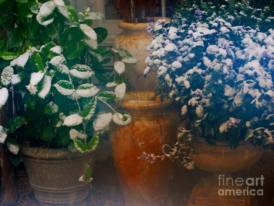 Snow Plants Photograph by Andrea Simon