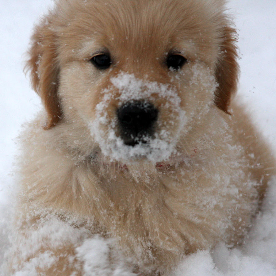 Snow Puppy Photograph by Marta Alfred