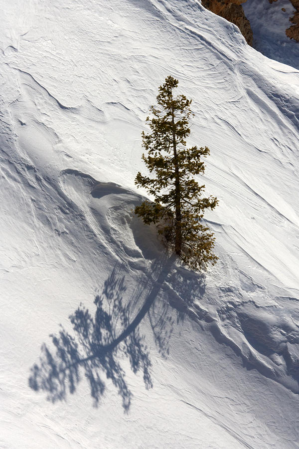 Snow Shadow Photograph by Karen Lee Ensley