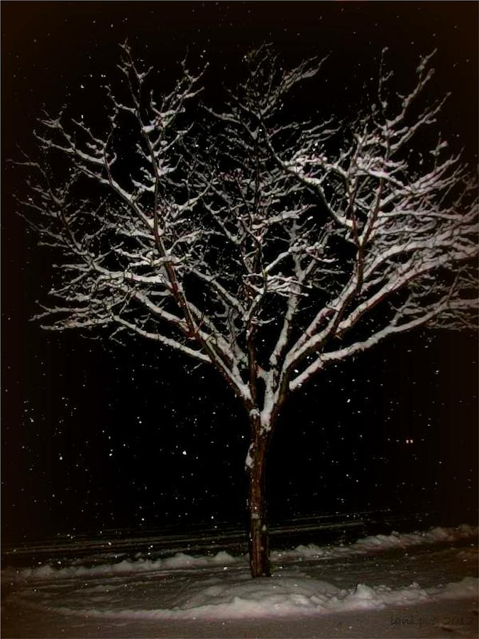 Snow Shower in the Night Photograph by Lani Richmond Elvenia