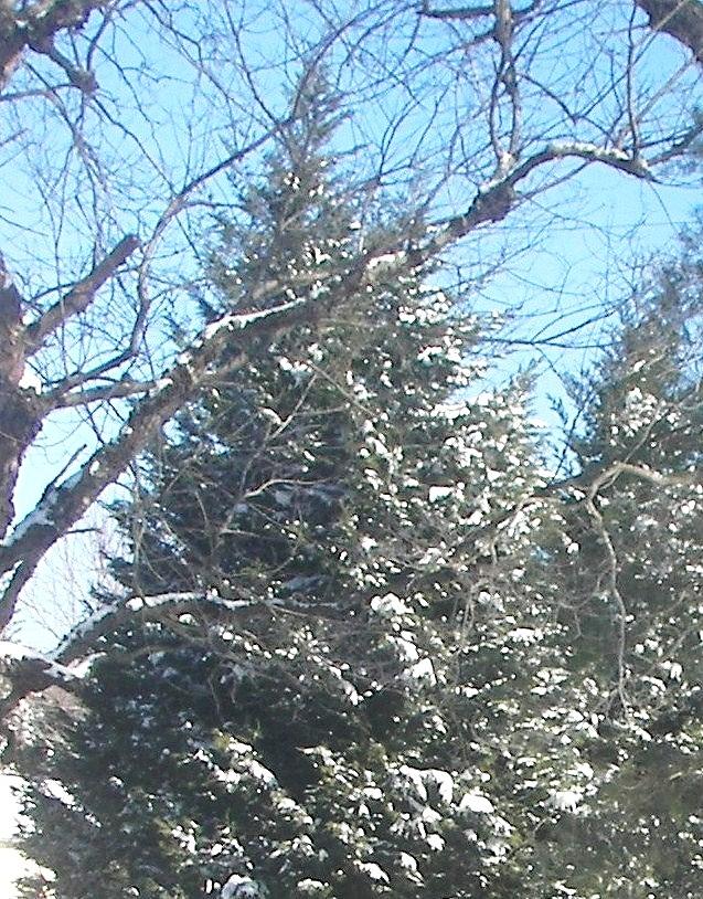 Snow Sprinkled Pine Photograph by Pamela Hyde Wilson
