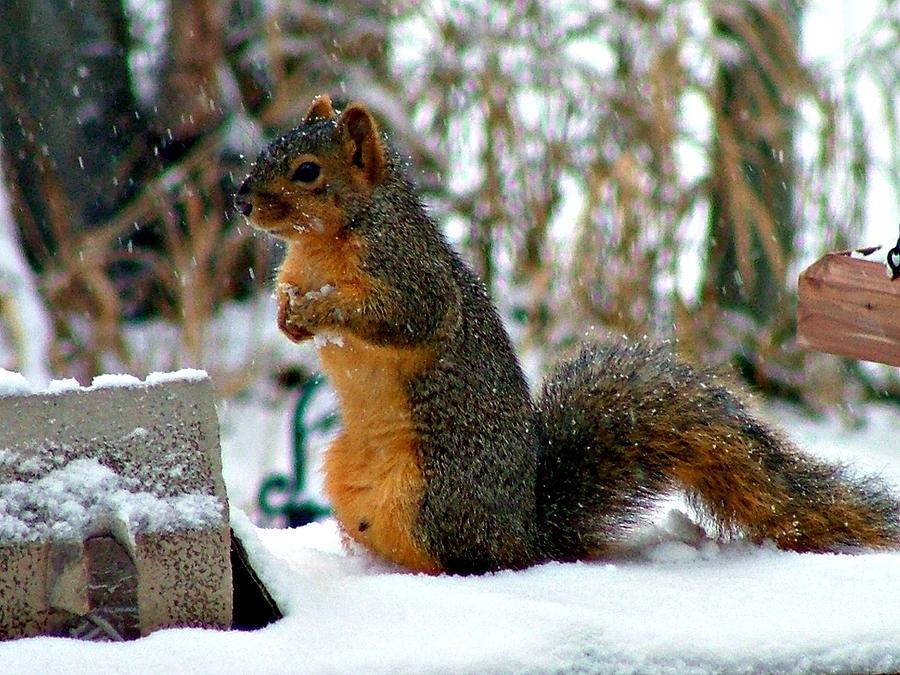 Snow Squirrel Photograph by Jo Sheehan