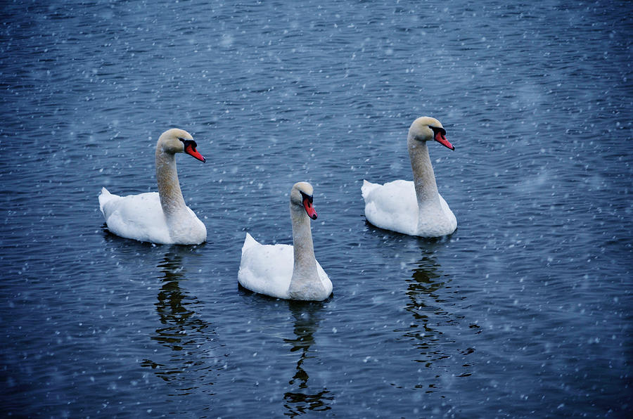 Wildlife Photograph - Snow swans by Brian Stevens