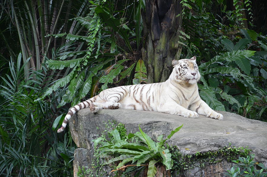 Snow Tiger Photograph by Elena Melnikova | Fine Art America