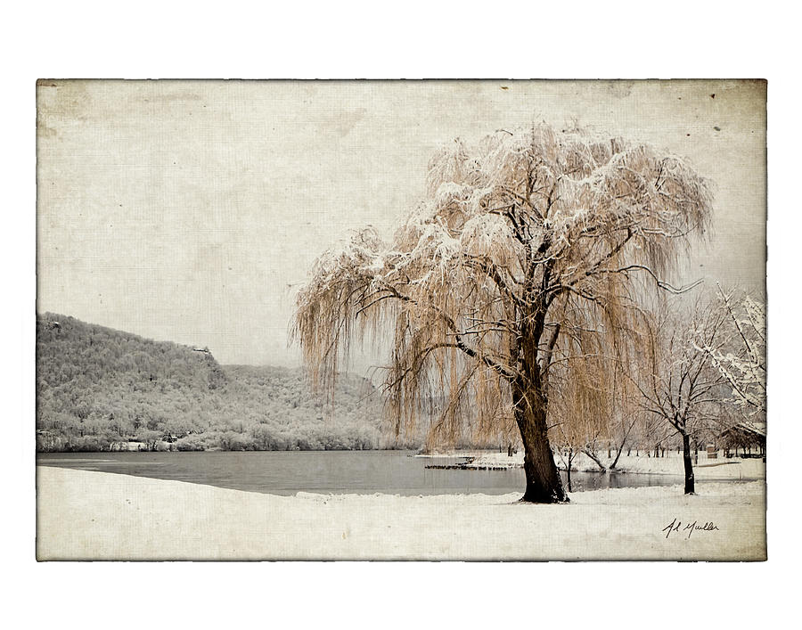 Snow Tree 1 Photograph by Al  Mueller
