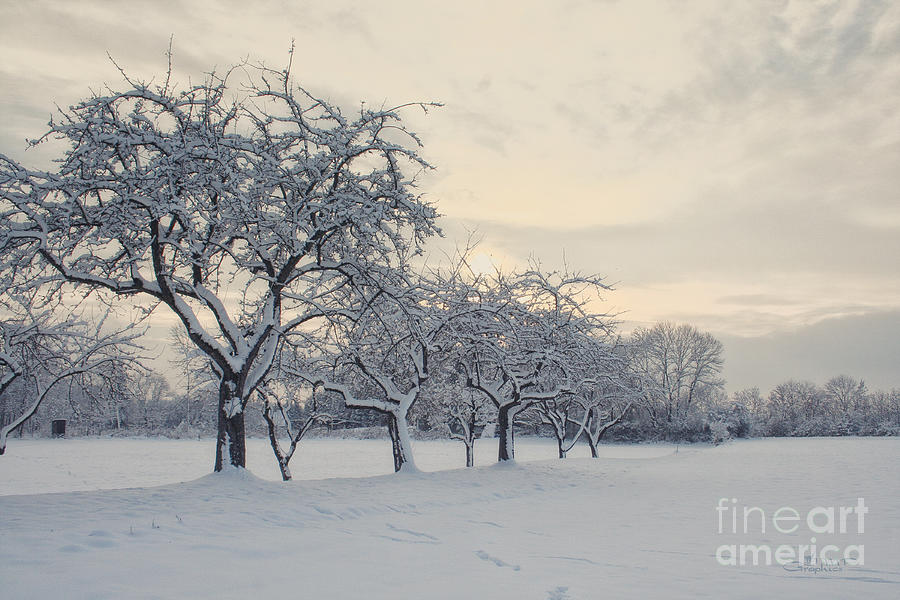 Snow Trees Photograph by Jutta Maria Pusl
