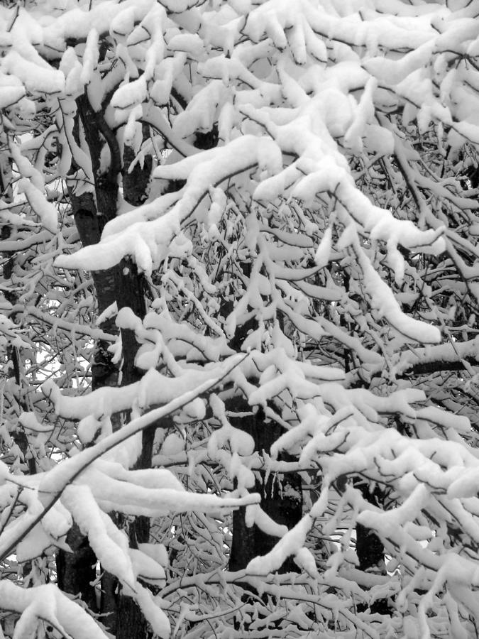Snow Trees Photograph by Sandi OReilly