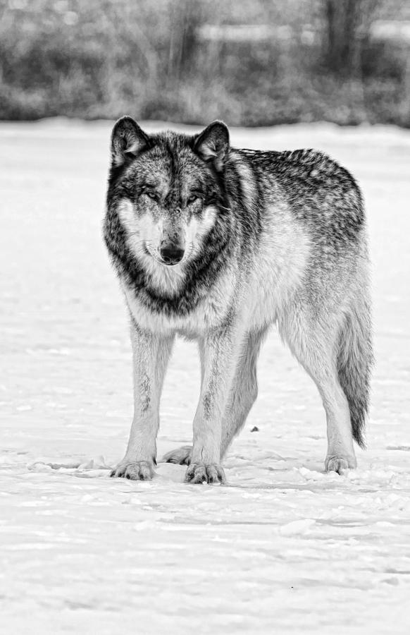 Snow Wolf Photograph by Shari Jardina