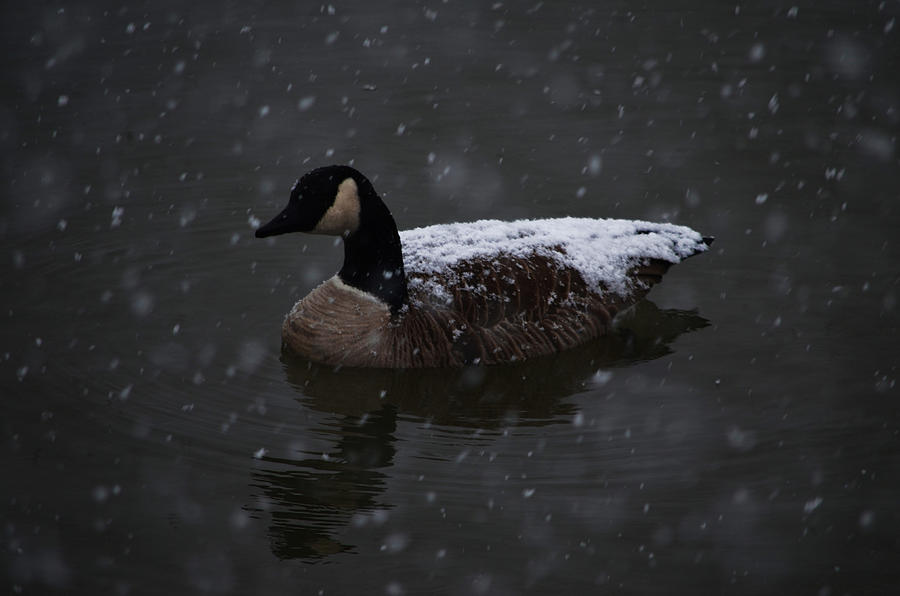 Snowback goose Photograph by Brian Stevens