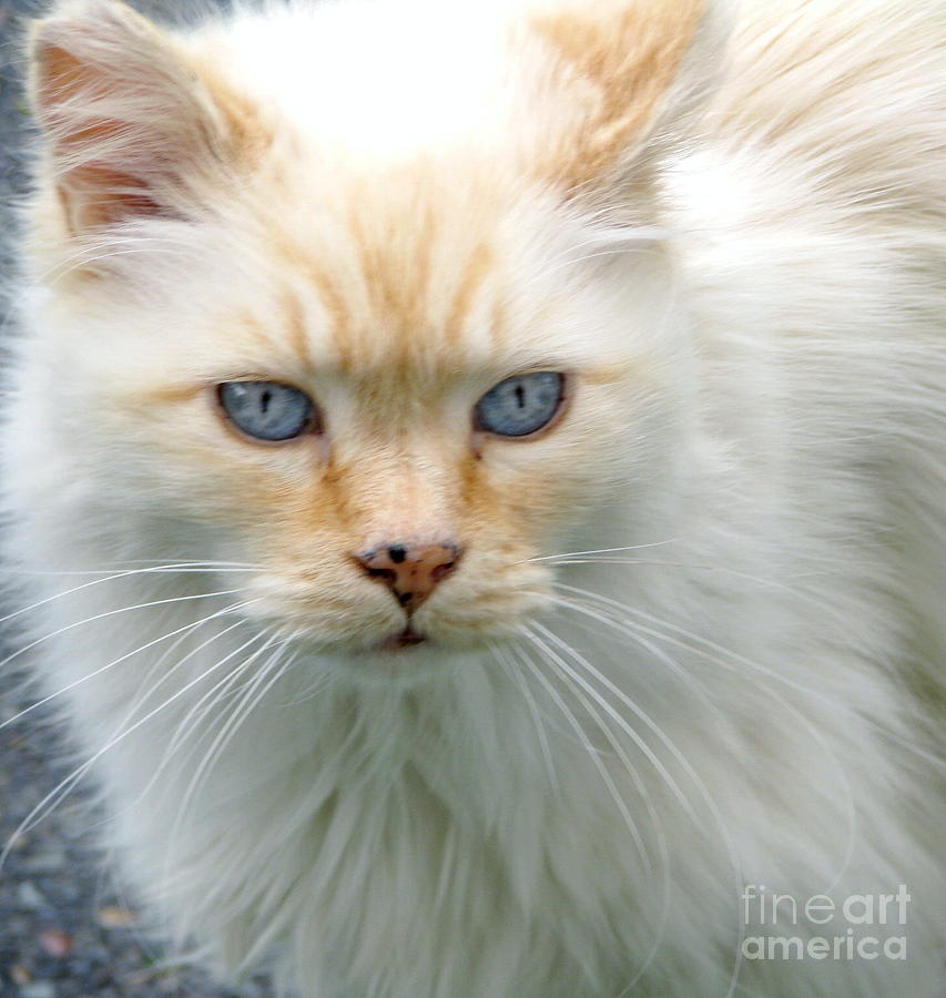 Snowbell Photograph by Rory Siegel