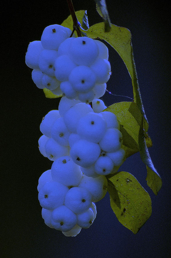 Snowberries In The Moonlight Photograph by Lori Seaman