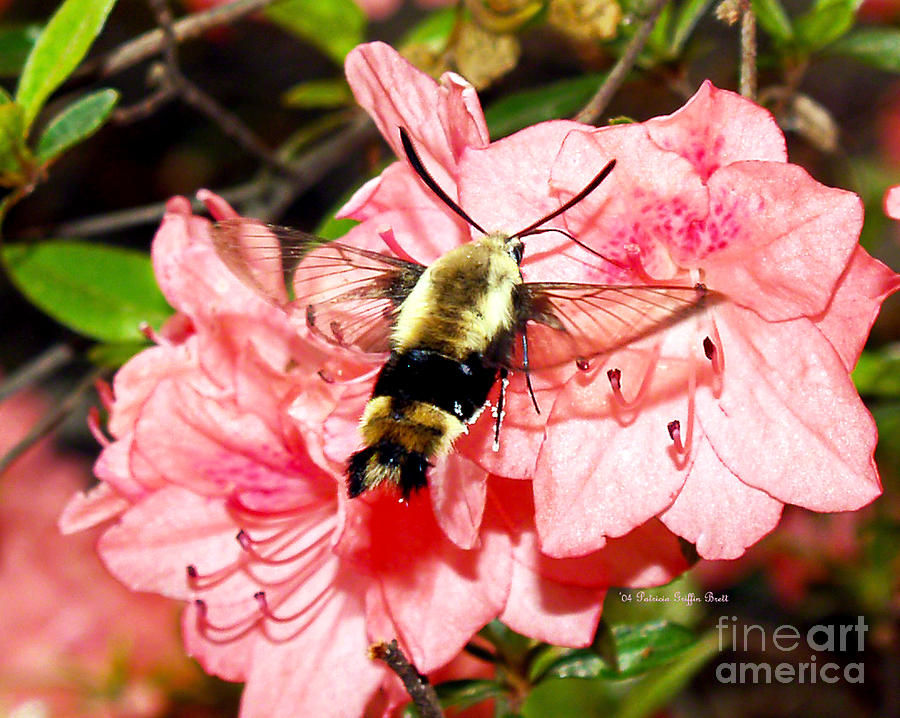 Snowberry Clearwing IV Photograph by Patricia Griffin Brett