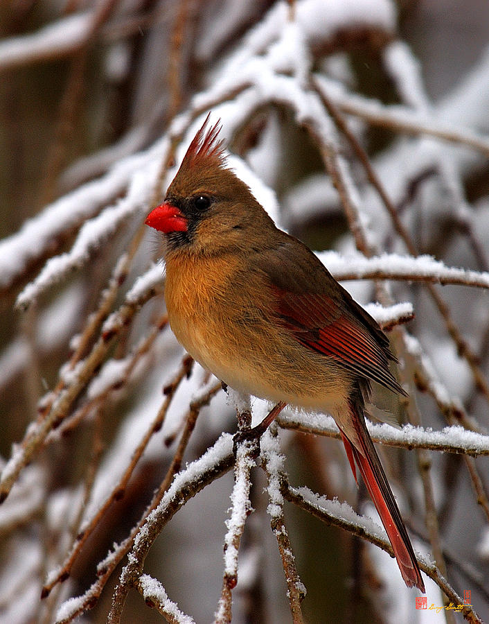 Snowbirds--Cardinal DSB025 Photograph by Gerry Gantt