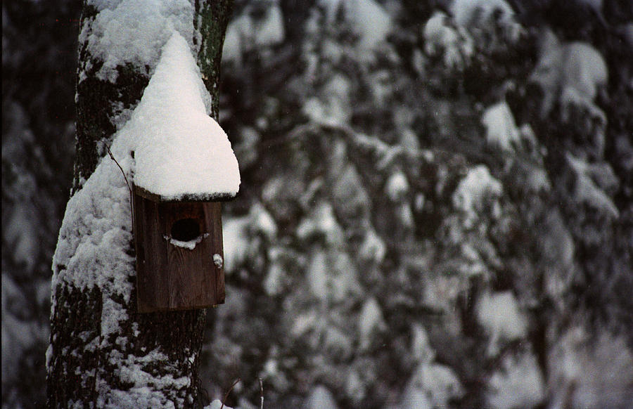 Snowbound Photograph by Wanda Brandon