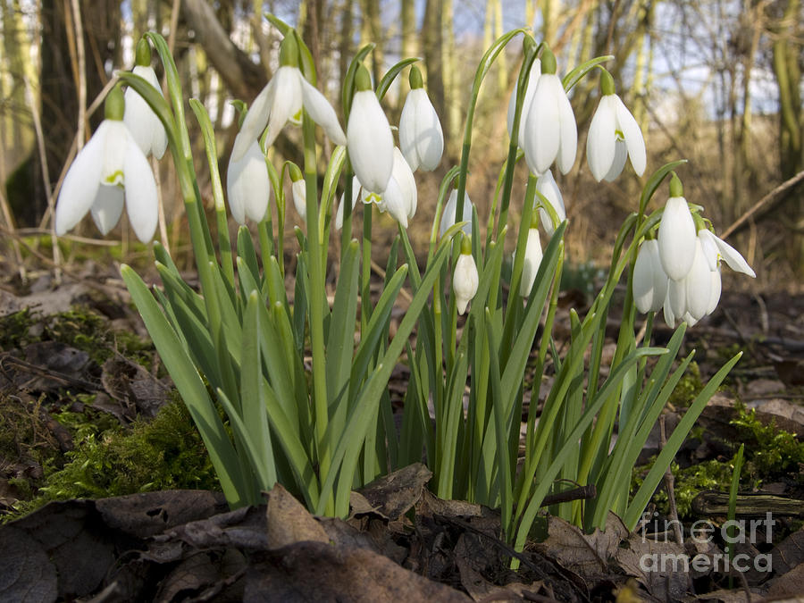 Snowdrops Photograph by Steev Stamford