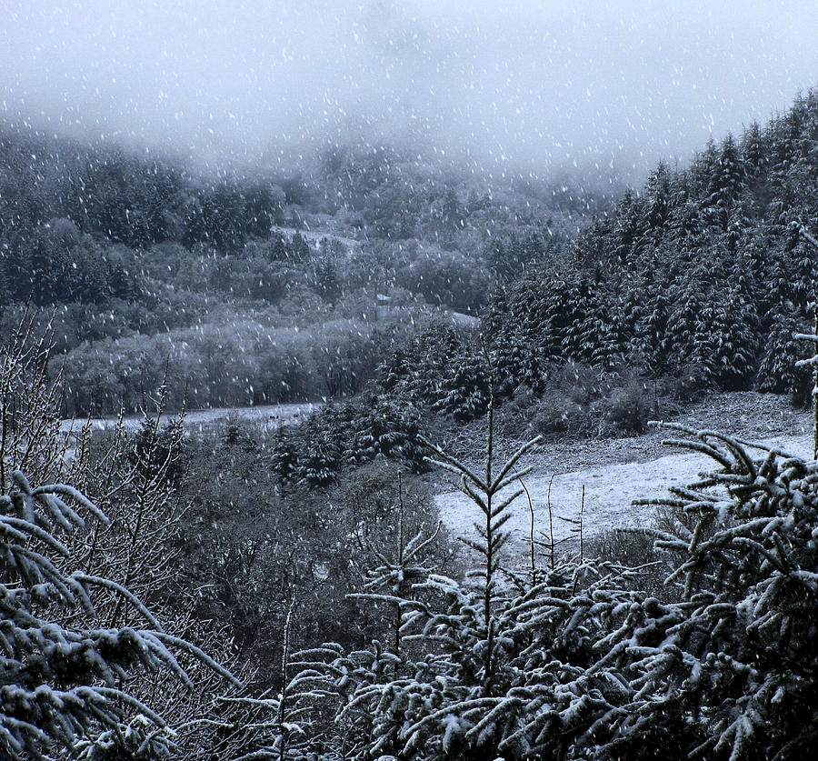 Snowfall Photograph by KATIE Vigil