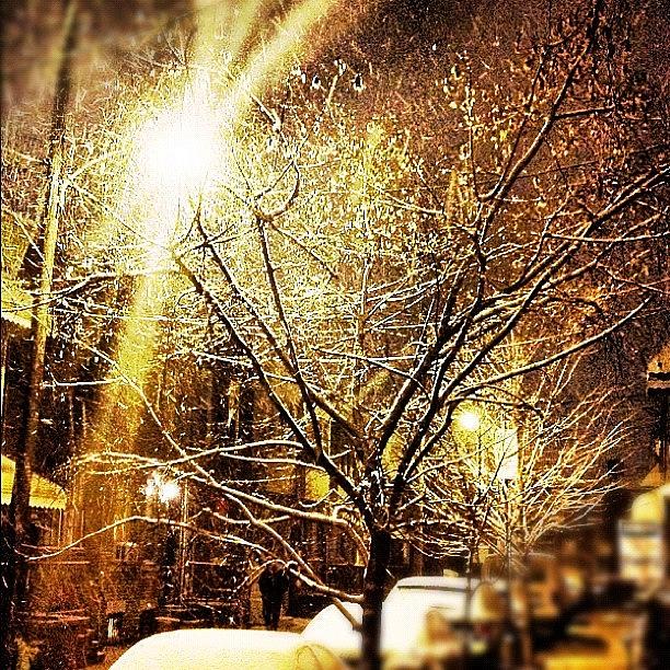 Tree Photograph - #snowfall On The #trees Feels Like by Kim Kay