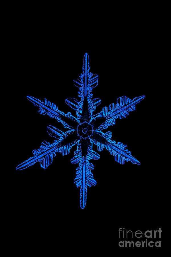 Winter Photograph - Snowflake Crystal by Science Source