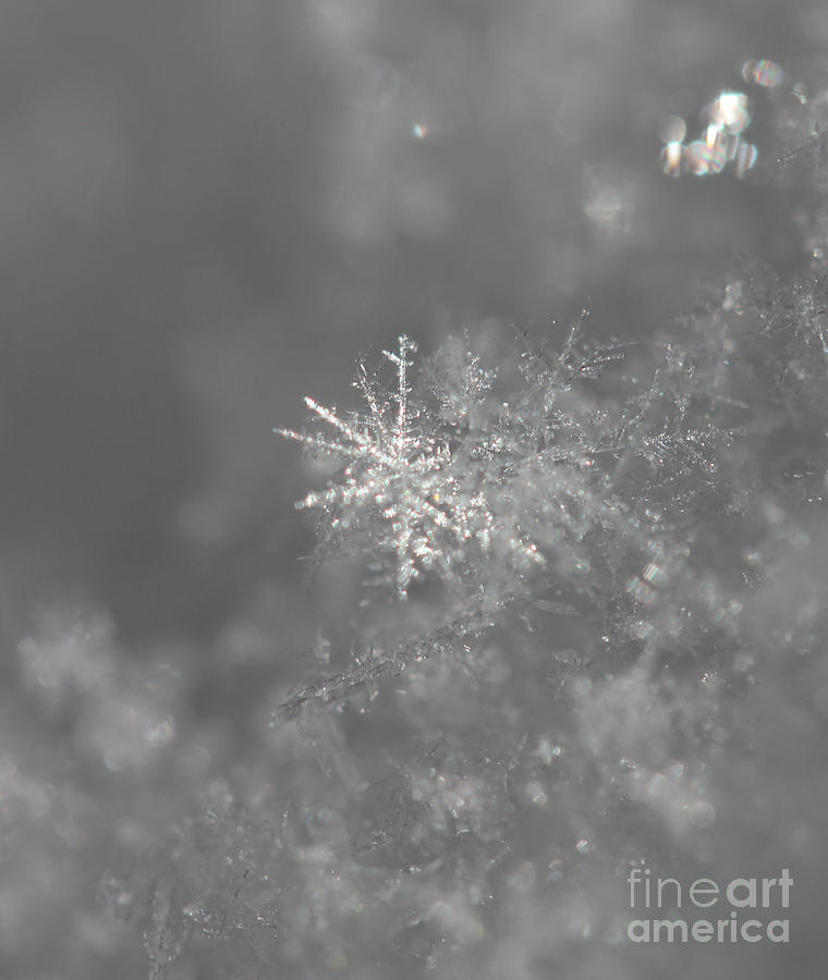 Snowflake Photograph by Donna L Munro