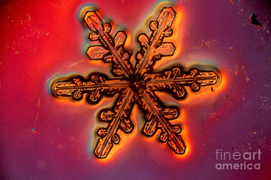 Snowflake Photograph by Eric V. Grave