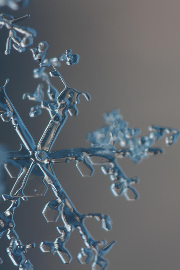 Snowflake Photograph by Ulrich Kunst And Bettina Scheidulin