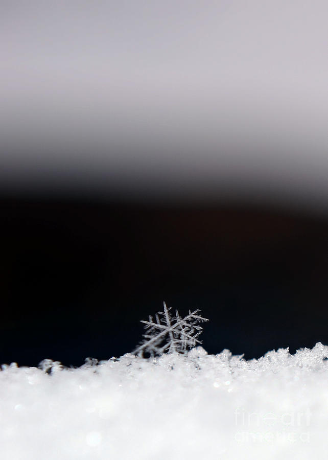 Snowflake Photograph by Lila Fisher-Wenzel