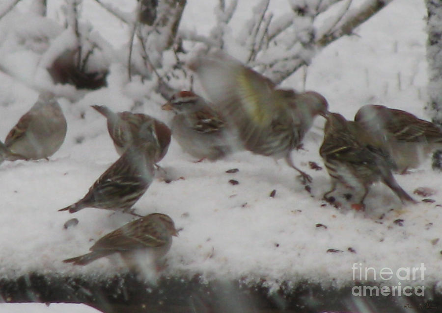 Snowing And Hungry Photograph by Donna Brown