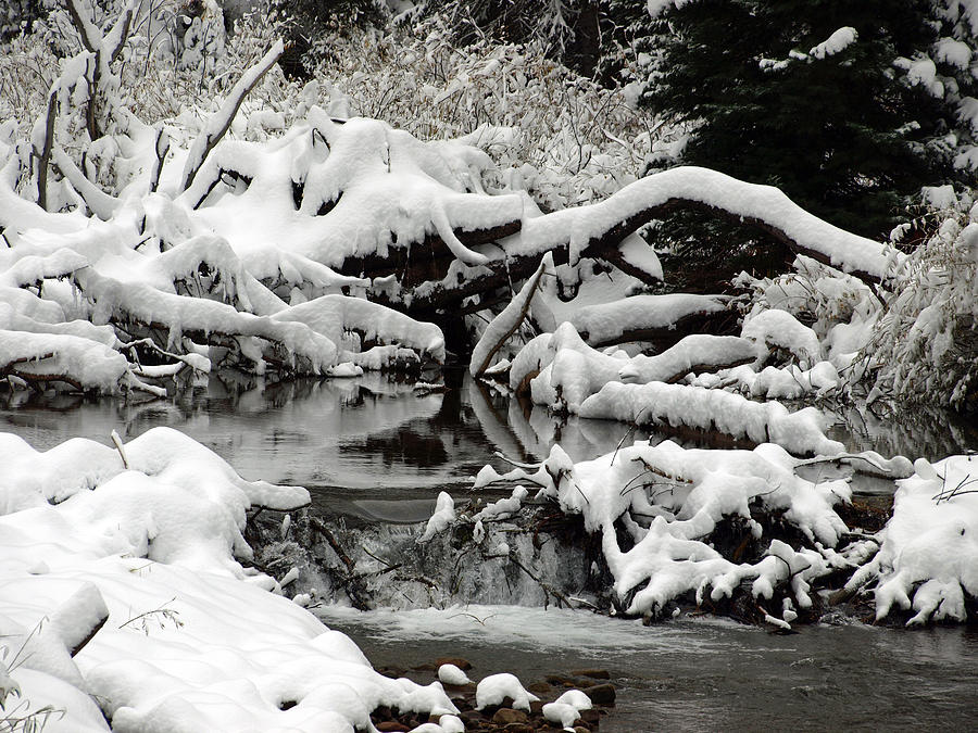 Snows Fall Up The Creek Photograph by DeeLon Merritt