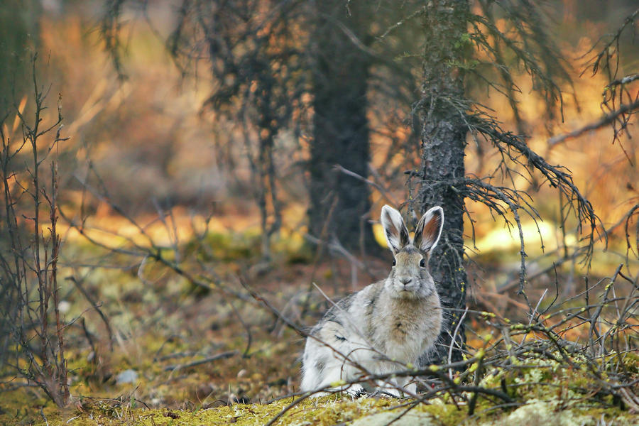 Wildlife Photograph - Snowshoe Hare by Rick Berk