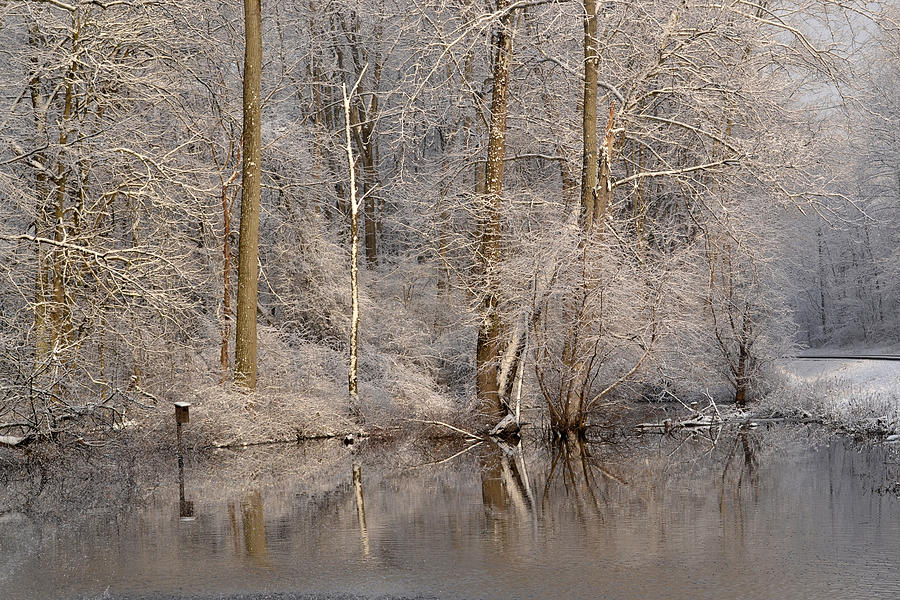 Snowy Branches Photograph by Ann Bridges