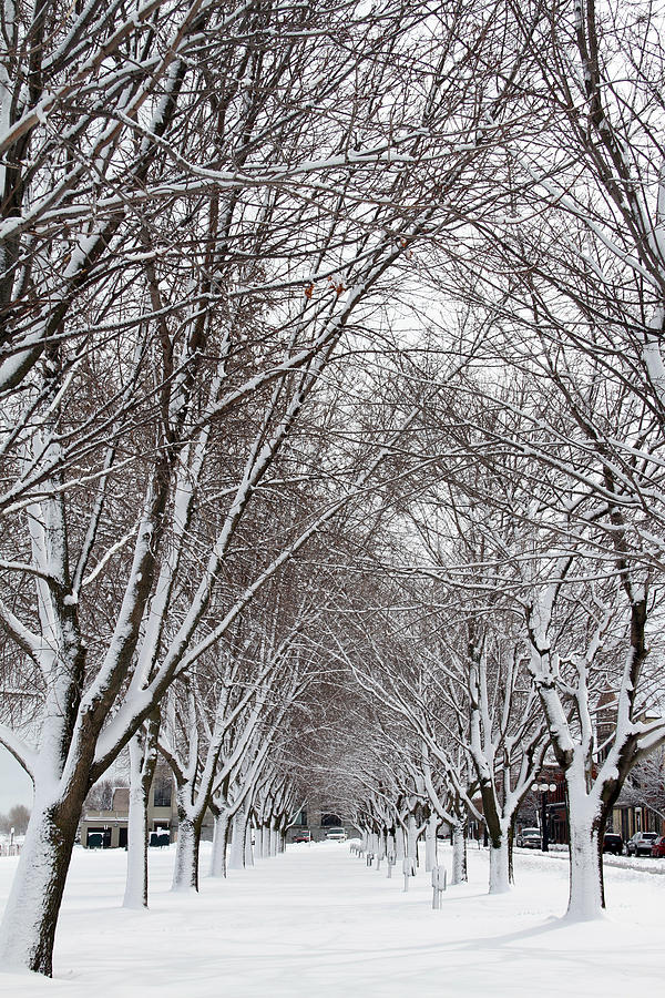 Snowy Corridor Photograph by Mark J Seefeldt
