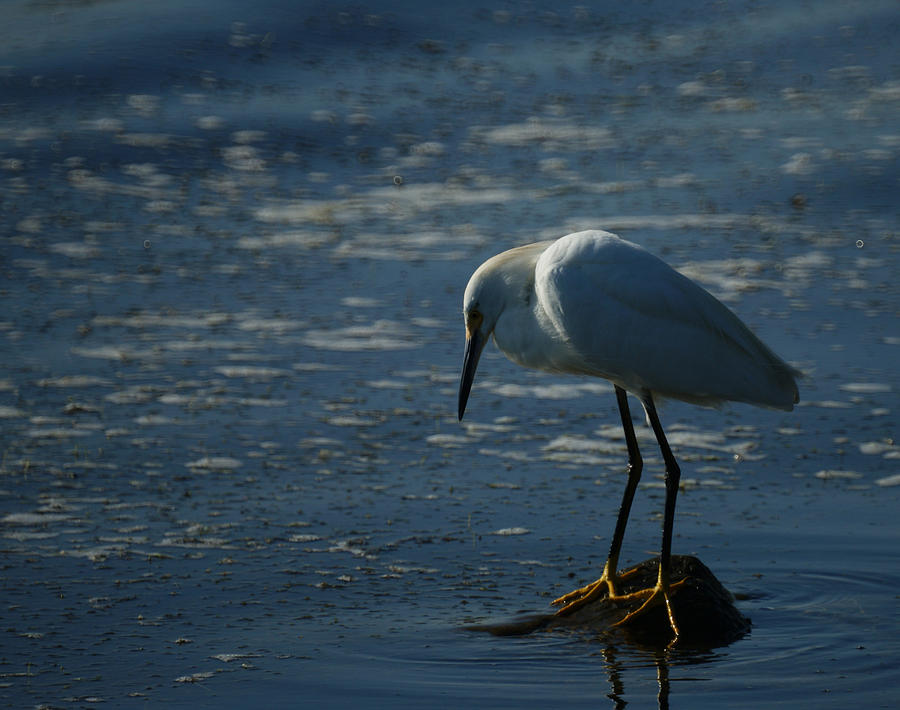 Snowy Egret 2 Photograph By Ernie Echols Fine Art America