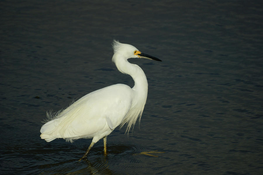 Snowy Egret 4 Photograph By Ernie Echols Fine Art America